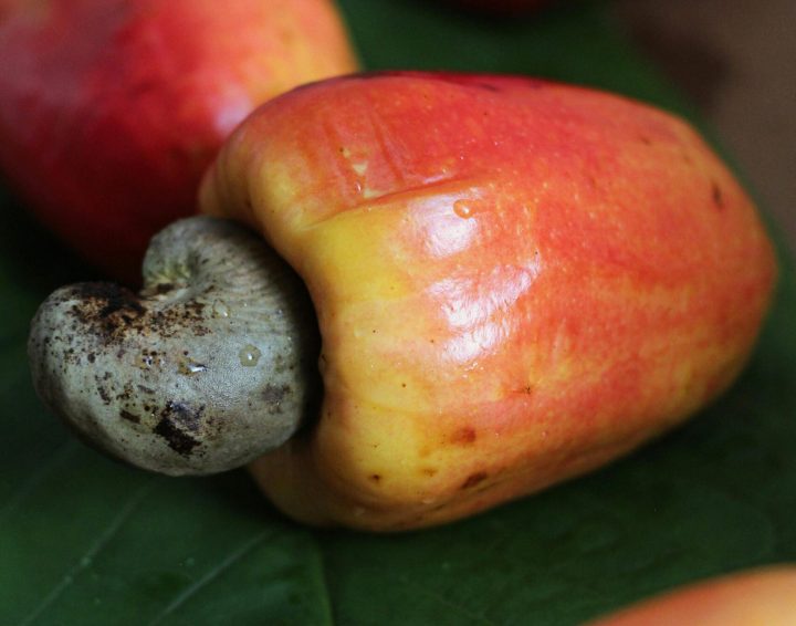 cashewfruit